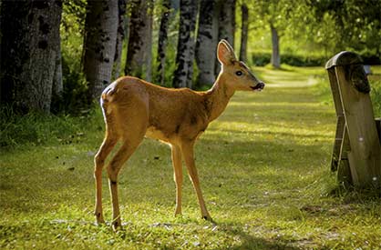 camping 4 étoiles Périgord