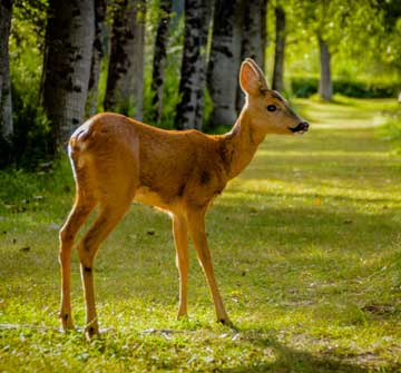 Camping nature Dordogne