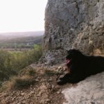 Noli, le chien du camping, allongé au soleil en admirant la vallée depuis le site panoramique du Trompe-l'œil, sur le sentier de randonnée de la Forêt de Campagne en Dordogne.