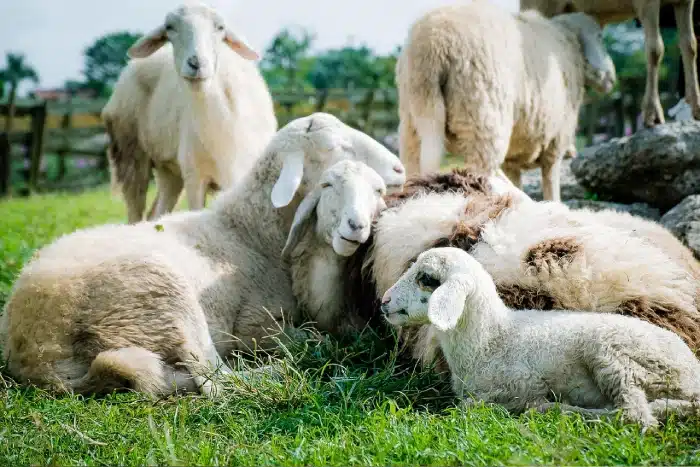 Animaux de la ferme